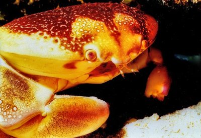 Funny Litle Crab -Batwing Coral Crab...'Carpilius corallinus'