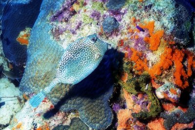Honeycomb Cowfish On Nice Reef 