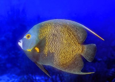 French Angelfish in the Blue