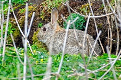 Wild Rabbit Outside Lair