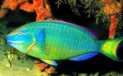 Beautiful Parrotfish 