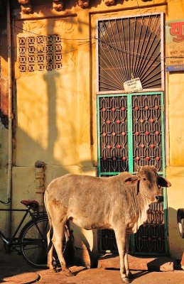 Cow in the Middle of the City, Just After Sunrise