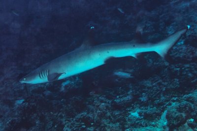 Whitetip Shark at Depth 