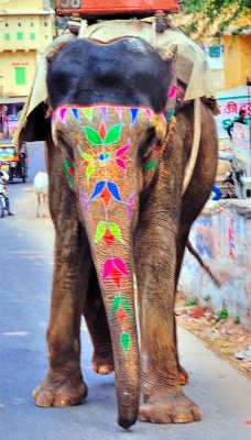 Coloured Elephant Taxi