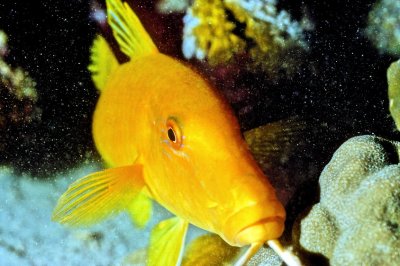 Yellow Goatfish 'Parupeneus cyclostomus'