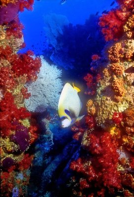 Emperor Among The Corals 