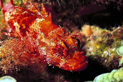 Madeira Scorpionfish 'Scorpaena Madeirensis'