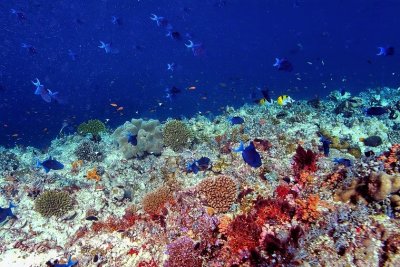 The Coral Reef With Many Triggerfish