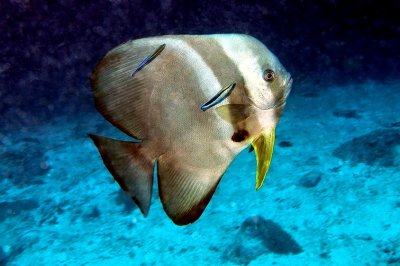 Lone Batfish with Cleaners 