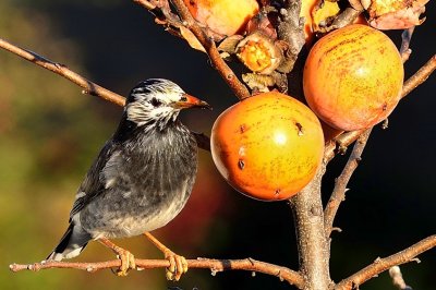 White-Cheeked Starling or Grey Starling (Spodiopsar cineraceus),  Preparing To Eat