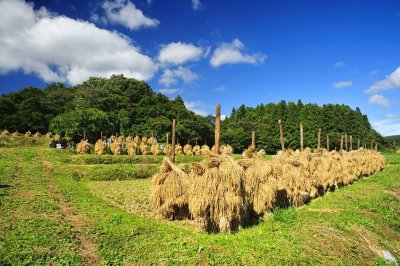 Nihonmatsu Farm Fields