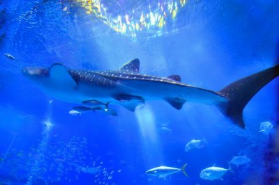 Whale Shark in Aquarium