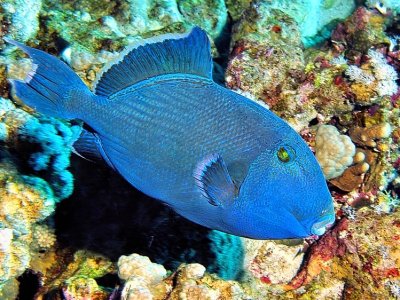 BlueTriggerfish