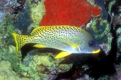 Blackspotted Sweetlips, 'Plectorhinchus gaterinus'