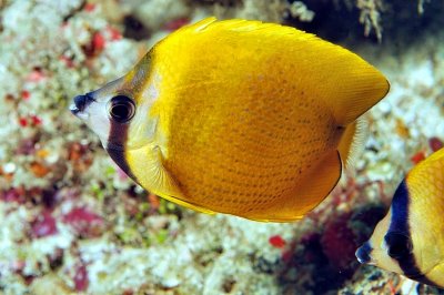 Sunburst Butterflyfish 'Chaetodon kleinii', Couple,