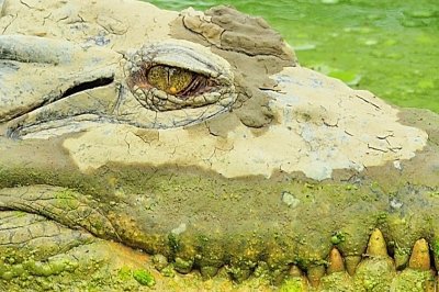 Croc Eye