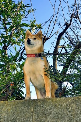 Japanese Dog on the Wall 