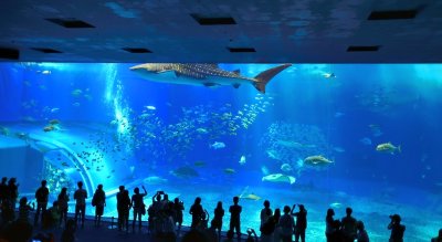 Whale Shark Aquarium