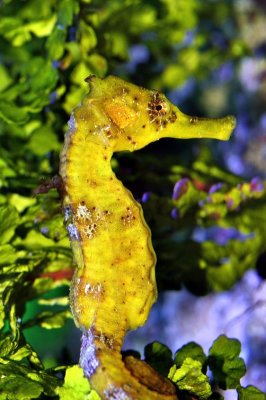 Seahorse