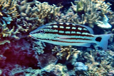 Checkered Snapper, 'Lutjanus decussatus' 