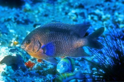 Castanheta, Bluefin Damselfish, 'Abudefduf luridus'