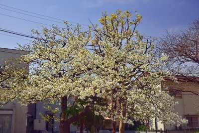 Start of Sakura