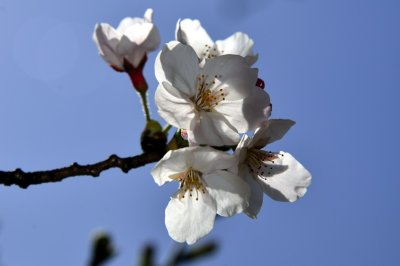The White Sakura