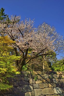 Sakura And Castle Walls