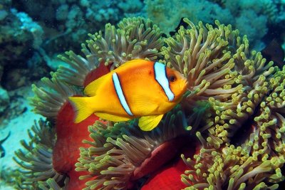 Red Sea Anemonefish , 'Amphiprion bicinctus', in Anemone City