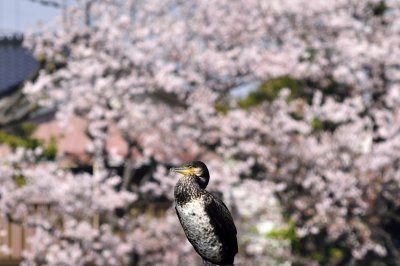 Cormorant In River In Front of Sakuras