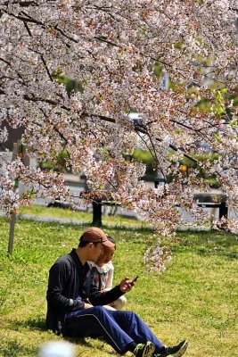 Don't Worry, Be Happy : Father and Daughter Enjoying the Sakuras