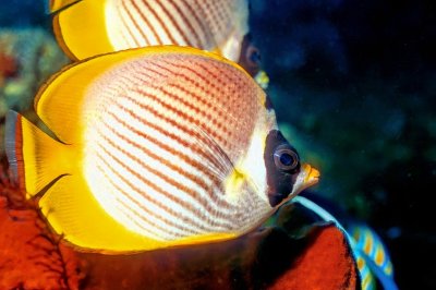 Panda Butterflyfish Couple, 'Chaetodon adiergastos'