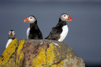 Puffins At Sunset