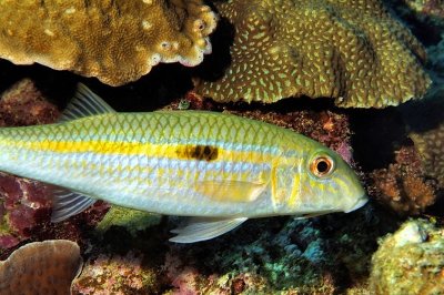 Goldband Goatfish, 'Upeneus moluccensis', 