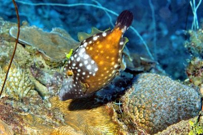 Whitespotted Filefish (Orange Phase), 'Cantherhines macrocerus'