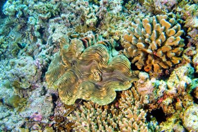 Giant Clam, 'Tridacna gigas'