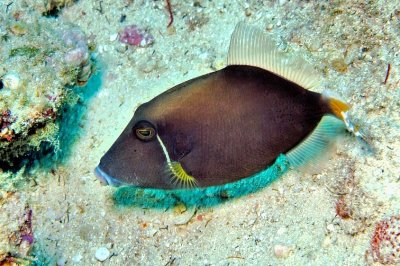 Flagtail Triggerfish, 'Sufflamen chrysopterum'