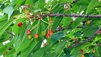 Sakurambo: After the Flowers, the Cherries