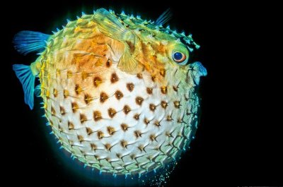 Puffed , Spot-fin Porcupinefish 'Diodon hystrix', 