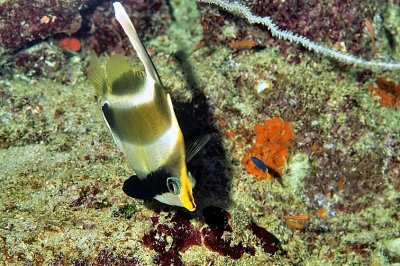 Juvenile Pennant Coralfish, (Heniochus acuminatus) in Cave