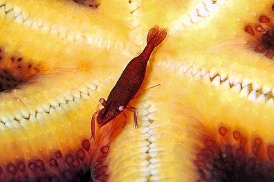 Sea Star Shrimp,  Under Starfish, Zenopontonia soror