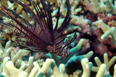 Baby Lionfish, 'Pterois volitans'