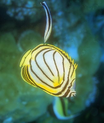 Scrawled Butterflyfish, 'Chaetodon meyeri', With Cleaning Wrasse 