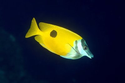 Yellow Rabbitfish , 'Siganus unimaculatus', Alone