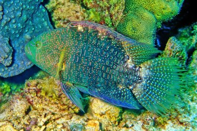 Juvenile Broomtail Wrasse, 'Cheilinus lunulatus'