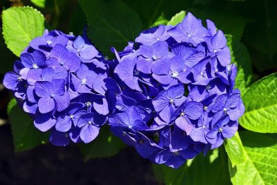 Hortensias (アジサイ), 'Hydrangea macrophylla'