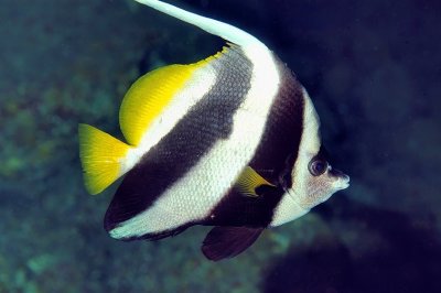 Pennant Coralfish, 'Heniochus acuminatus'