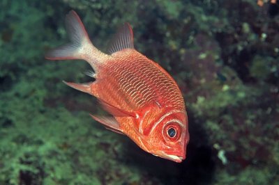 Blue-lined Squirrelfish, 'Sargocentron tiere', Hiding in Cave