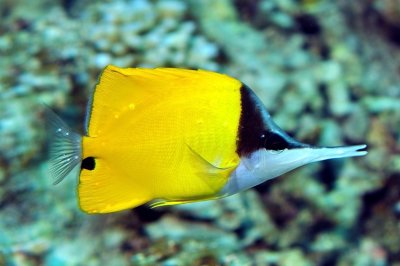 Longnose Butterflyfish 