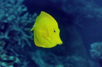 Yellow Tang,  'Zebrasoma flavescens'